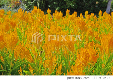 clusters of orange celosia flowers 111910322