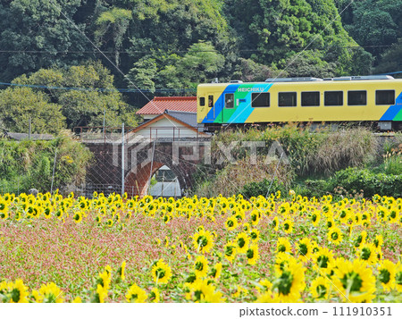 Heisei Chikuho Railway train running over a sunflower field with yellow flowers and an arch bridge Heisei Chikuho Railway train running over a sunflower field with yellow flowers and an arch bridge 111910351