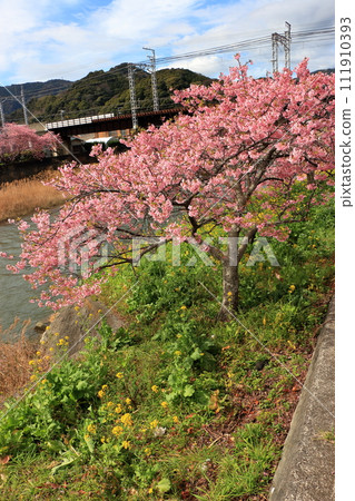 Kawazu Zakura, Sakura, along the Kawazu river in Kawazu town on the Izu peninsula in Shizuoka Japan. These are the earliest blooming sakura, cherry blossoms, in Japan 111910393