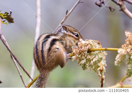 Shimukappu Village, Hokkaido: Ezo chipmunk pecking at flowers [October] 111910405