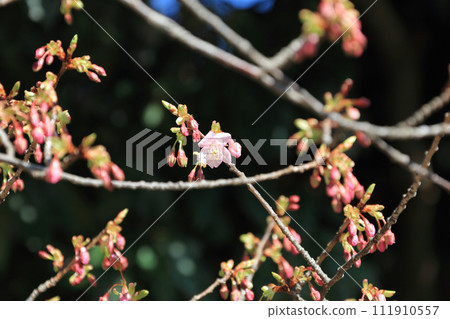 Kawazu cherry blossoms at Matsuyama Castle 111910557