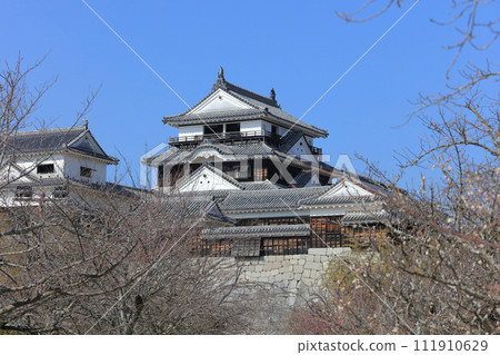 Plum blossoms and the main tower, main tower, and small tower at Matsuyama Castle Honmaru Square. Plum blossoms and the main tower, main tower, and small tower at Matsuyama Castle Honmaru Square. 111910629