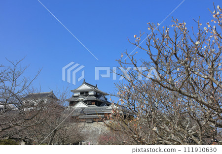 Plum blossoms and the main tower, main tower, and small tower at Matsuyama Castle Honmaru Square. Plum blossoms and the main tower, main tower, and small tower at Matsuyama Castle Honmaru Square. 111910630