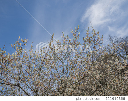 發光在藍天的白色李子 發光在藍天的白色李子 111910866