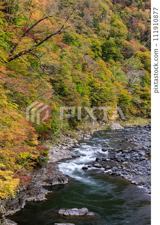 北海道佔冠村秋天的穆川開始變色【10月】 北海道佔冠村秋天的穆川開始變色【10月】 111910877