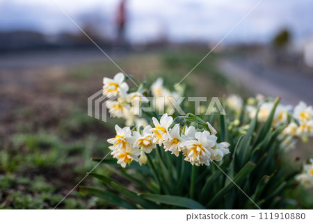 Daffodils blooming on the road in Okayama City, Okayama Prefecture, Japan 111910880