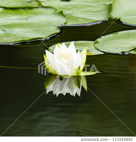 Lotus, water lily 111910892