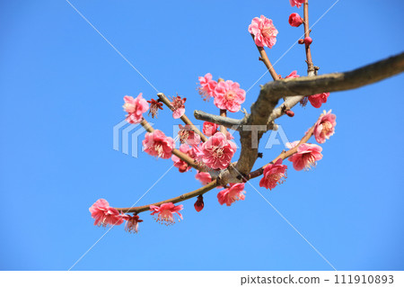Red plum blossoms at Matsuyama Castle Honmaru Square 111910893