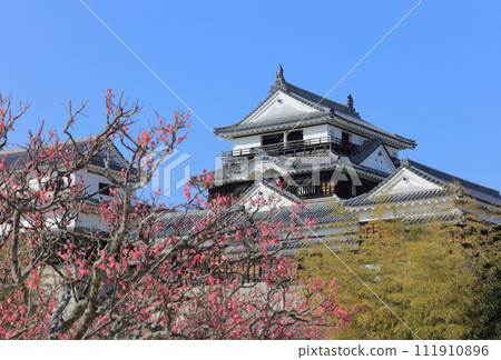 Matsuyama Castle's main platform tower tower and red plum blossoms at Honmaru Square Matsuyama Castle's main platform tower tower and red plum blossoms at Honmaru Square 111910896