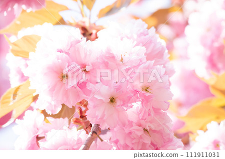 Fluffy double cherry blossoms in full bloom Fluffy double cherry blossoms in full bloom 111911031