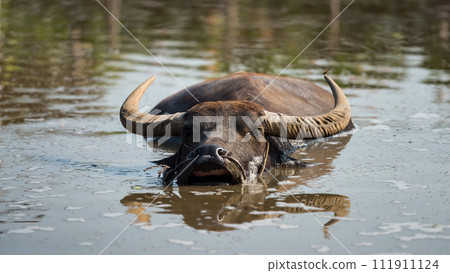 Thai water buffalo float and swim on swamp with reflection 111911124
