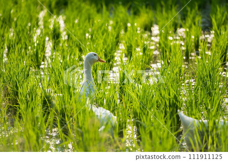 White ducks on swamp to feed  green grass at sunset 111911125