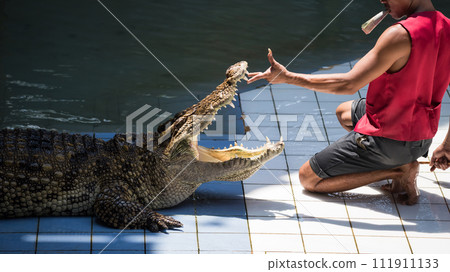 Thai Crocodile hunter or huntsman grab teeth of big alligator Thai Crocodile hunter or huntsman grab teeth of big alligator 111911133