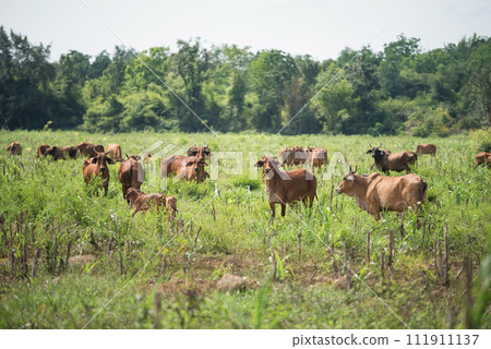 Portrait of farm cow group in meadow in Kanchanaburi Portrait of farm cow group in meadow in Kanchanaburi 111911137