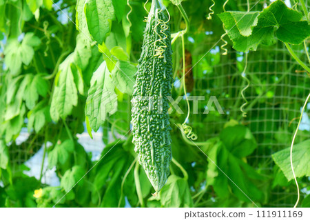 Bitter gourd green curtain Bitter gourd green curtain 111911169