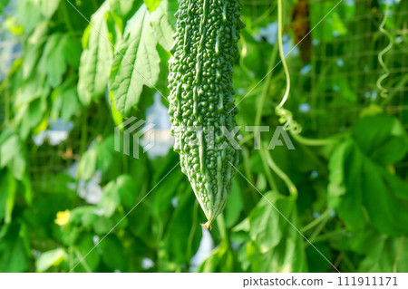 Bitter gourd green curtain Bitter gourd green curtain 111911171