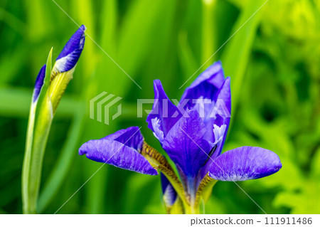 清晨開始綻放的鳶尾花～春天的色彩～ 111911486