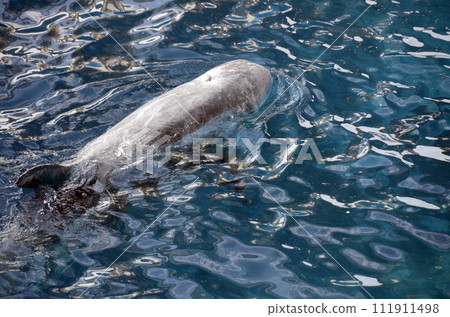 Hanagonddow 111911498