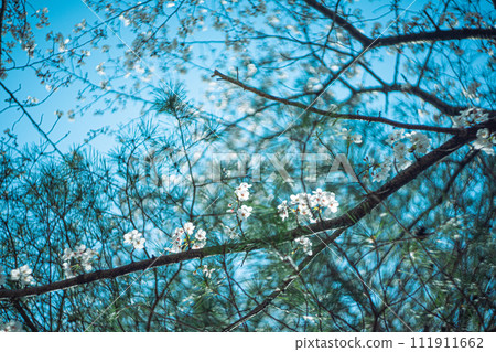 Yoshino cherry tree 111911662