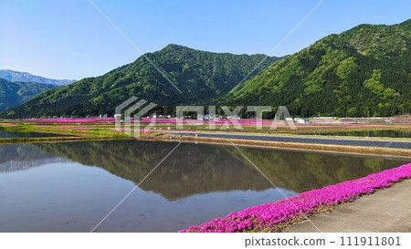 Rural landscape of pink moss phlox spreading across rice fields seen in Ono City, Fukui Prefecture Rural landscape of pink moss phlox spreading across rice fields seen in Ono City, Fukui Prefecture 111911801