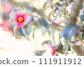 Camellia blooming under the warm sunlight 111911912