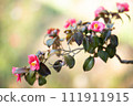 Camellia blooming under the warm sunlight 111911915