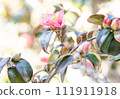 Camellia blooming under the warm sunlight 111911918