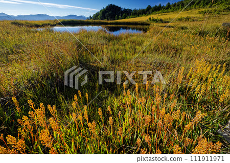 尾瀨/熊澤田代初秋黃花盛開 111911971