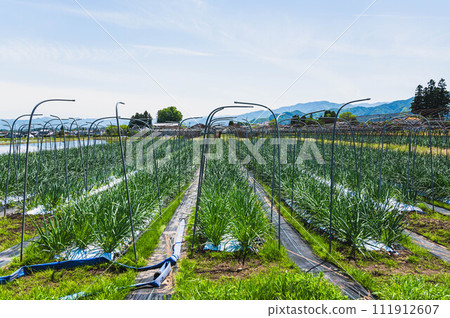 Garlic field in Yamagata village 111912607