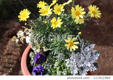 yellow marguerite planting yellow marguerite planting 111912969