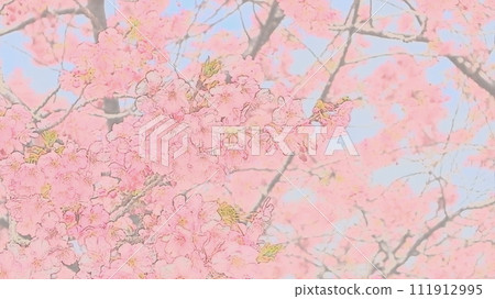 Kawazu櫻花在藍天 111912995