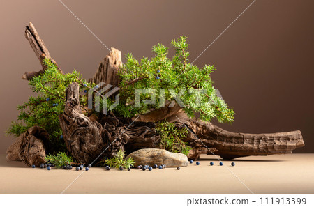 Abstract nature scene with a composition of juniper and dry snags. 111913399