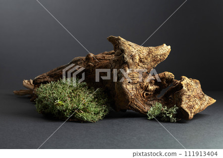 Abstract north nature scene with a composition of lichen, moss, and old snags. Abstract north nature scene with a composition of lichen, moss, and old snags. 111913404