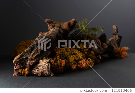 Abstract north nature scene with a composition of lichen, moss, and old snags. 111913406