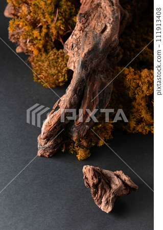 Abstract north nature scene with a composition of lichen, moss, and old snags. 111913408
