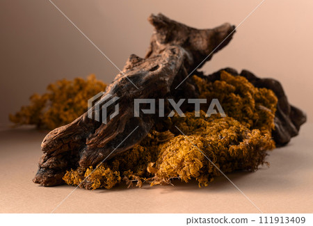 Abstract north nature scene with a composition of moss and old snags. 111913409