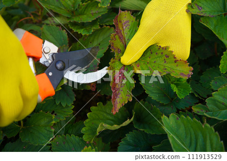autumn care for the garden, garden, plants. pruning strawberries, strawberries from old, diseased leaves. gloved hands cut leaves with scissors. close-up. autumn care for the garden, garden, plants. pruning strawberries, strawberries from old, diseased leaves. gloved hands cut leaves with scissors. close-up. 111913529