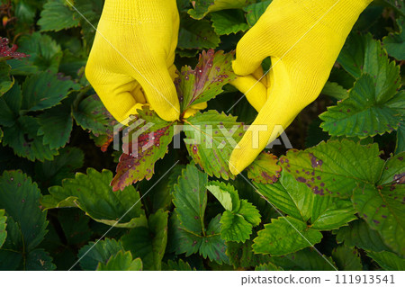 Strawberry leaf spot - fungal disease caused by Mycosphaerella fragariae 111913541