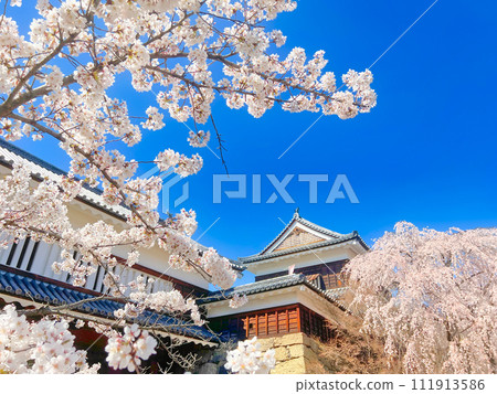 內田城堡塔和櫻花 111913586