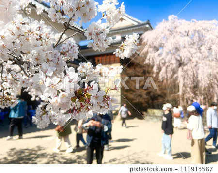 上田城千櫻花 111913587