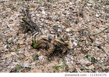 driftwood on dry leaves in the forest 111914170