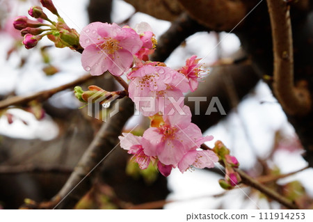 Kawazu cherry blossoms to announce the arrival of spring Kawazu cherry blossoms to announce the arrival of spring 111914253