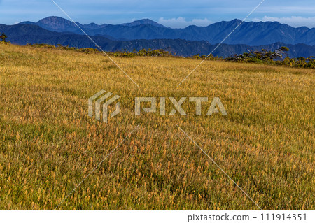 從尾瀨和熊澤田代看到的中野山、越後駒岳、荒澤山，這裡盛開著一枝黃花。 111914351