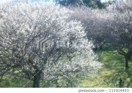 White plum shining in the sunlight of spring White plum shining in the sunlight of spring 111914453