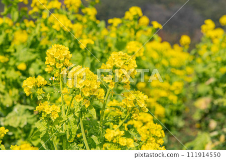 Rape field in front of Road Station Basaro 111914550