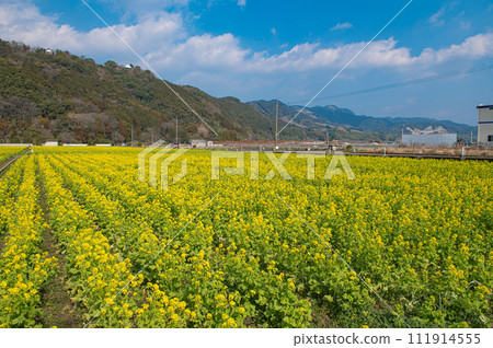 Rape field in front of Road Station Basaro Rape field in front of Road Station Basaro 111914555