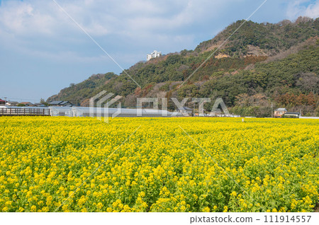 Rape field in front of Road Station Basaro 111914557