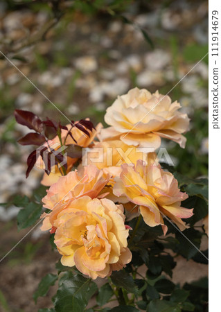 埼玉縣【瀧之入玫瑰園】淡橙色玫瑰 111914679