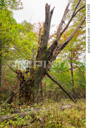 Decayed tree [Mt. Koasama/climbing trail] 111915408