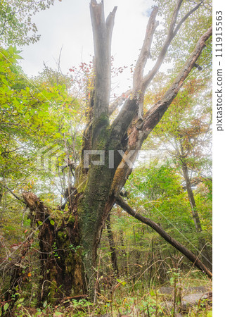 枯樹【小淺山/登山道】 枯樹【小淺山/登山道】 111915563